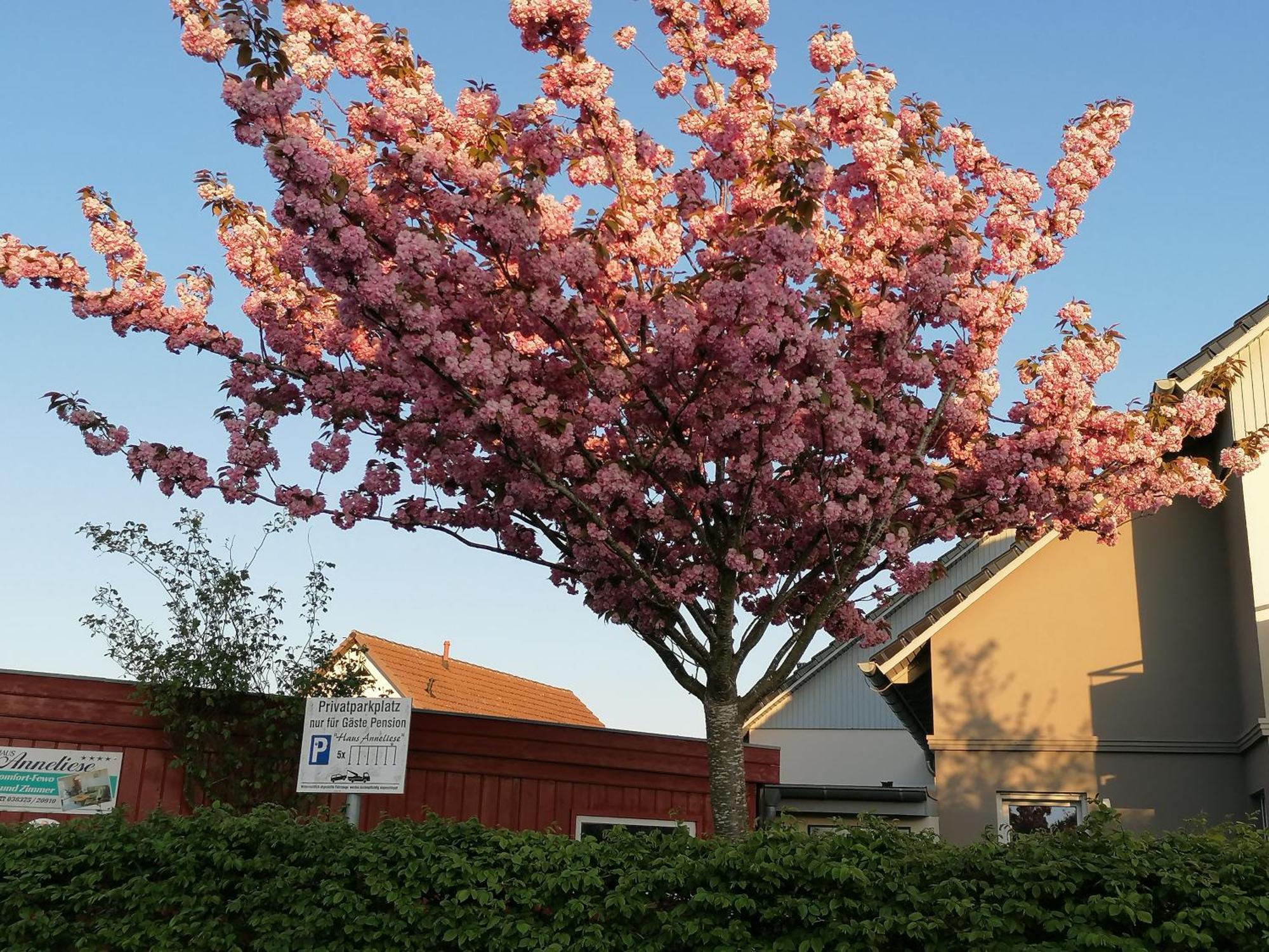 Pension Haus Anneliese Uckeritz Exteriör bild