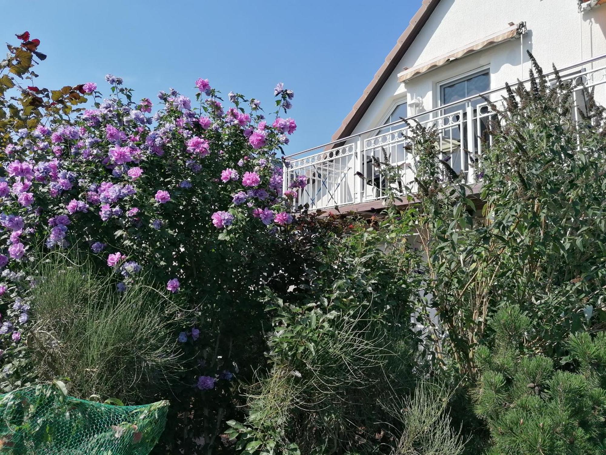 Pension Haus Anneliese Uckeritz Exteriör bild